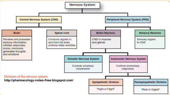 Vad ingår i Perifera nervsystemet? (Biologi/Biologi 2) – Pluggakuten