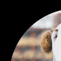 Saltpastillens Havsorkan