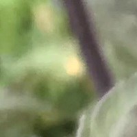 jagärintemattenörd