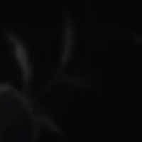 Marchioness_of_Bones