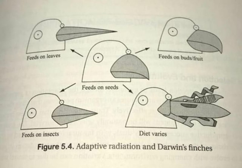Kul bild (Biologi/Allmänna diskussioner) Pluggakuten